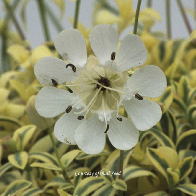 Silene uniflora ‘Druett’s Variegated’ Variegated Sea Campion