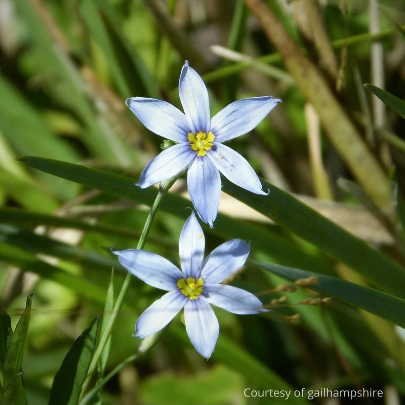 Sisyrinchium nashii ‘Suwannee’ Blue-eyed Grass