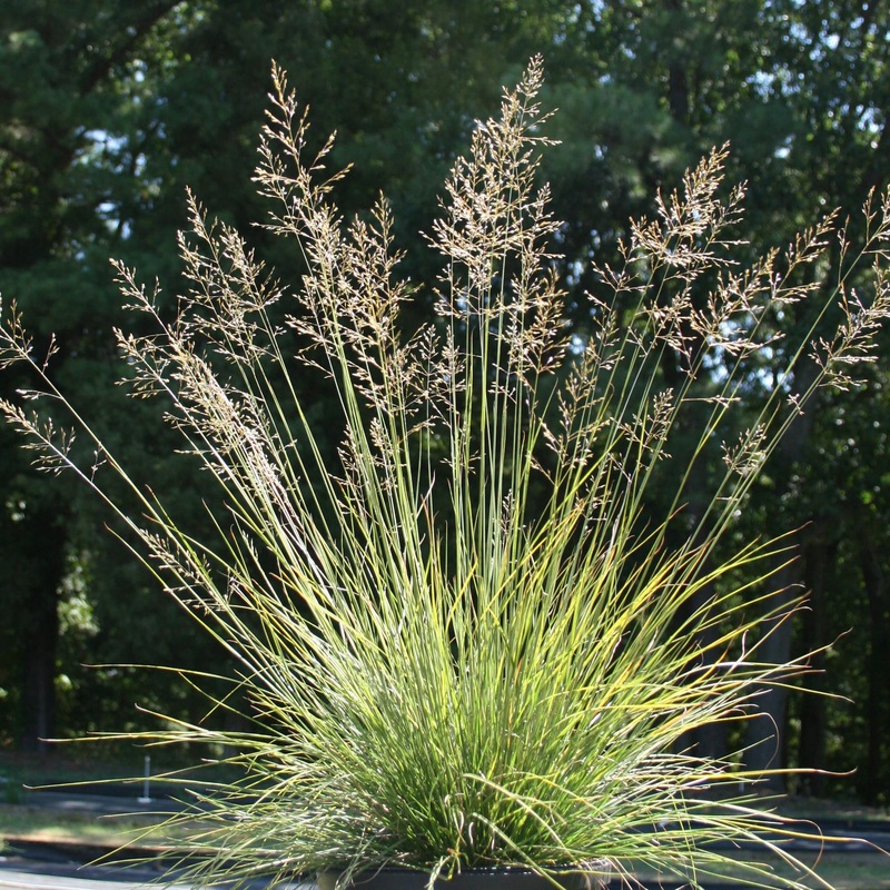 Sporobolus heterolepis ‘Tara’ Prairie Dropseed