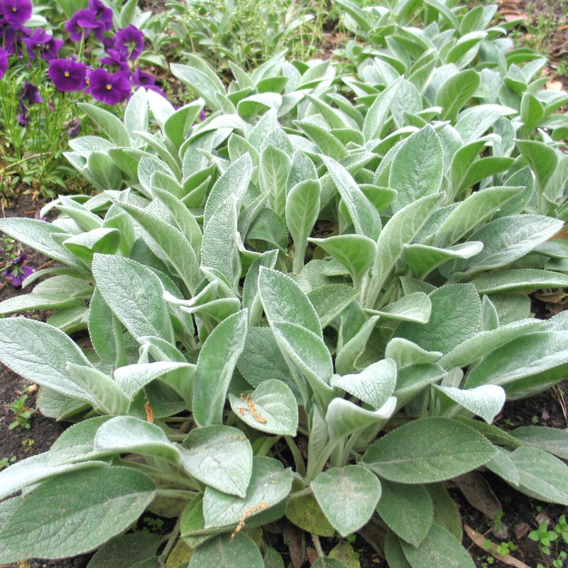 Stachys byzantina ‘Big Ears’ Lamb’s Ears
