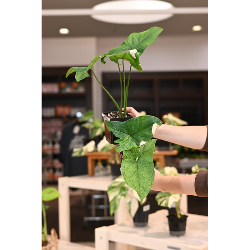 Syngonium Mojito|4″|8″ w/ Pole
