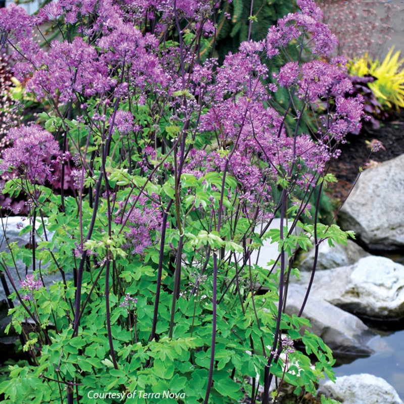 Thalictrum aquilegifolium ‘Black Stockings’ Meadow Rue