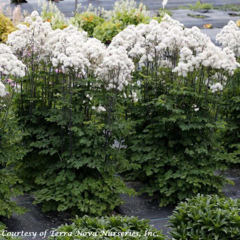 Thalictrum aquilegifolium ‘Nimbus White’ Meadow Rue