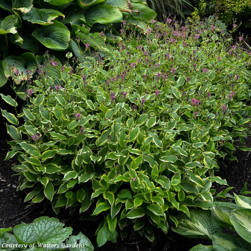 Tricyrtis formosana ‘Autumn Glow’ Toad Lily