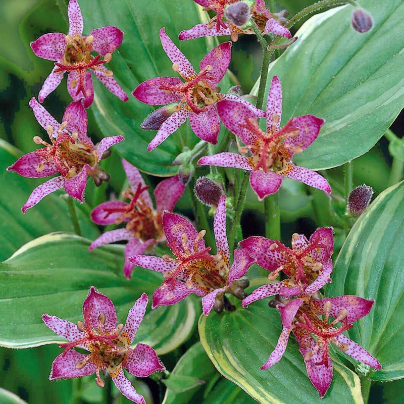 Tricyrtis formosana ‘Gilt Edge’ Toadlily
