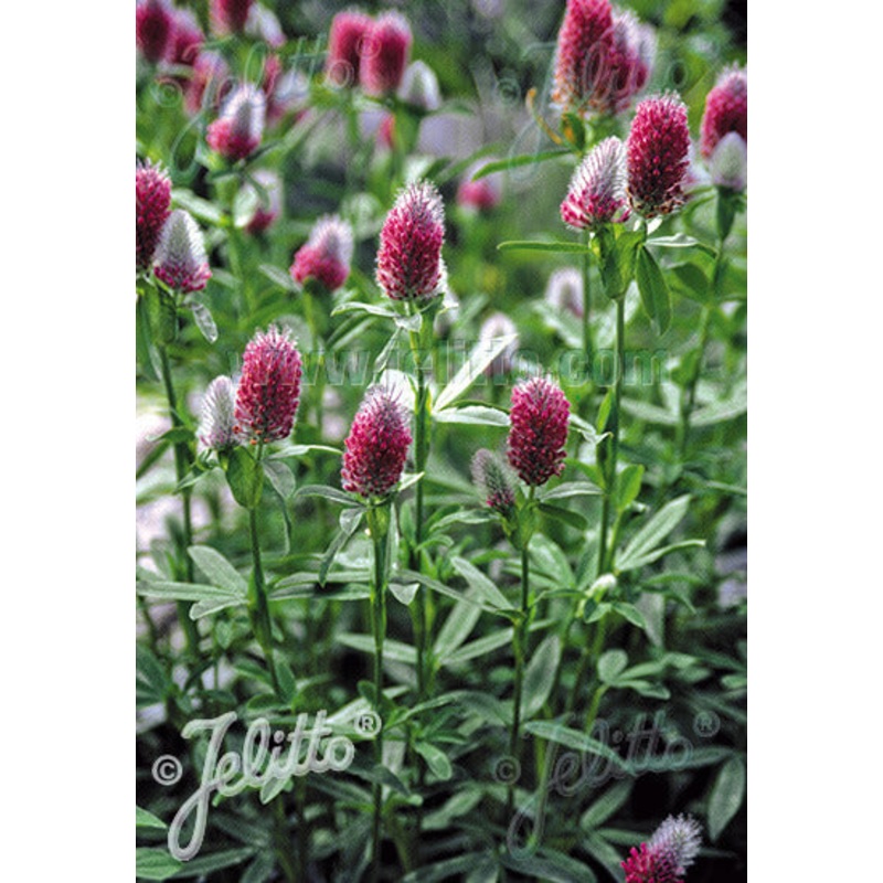 Trifolium rubens Red Feather Clover