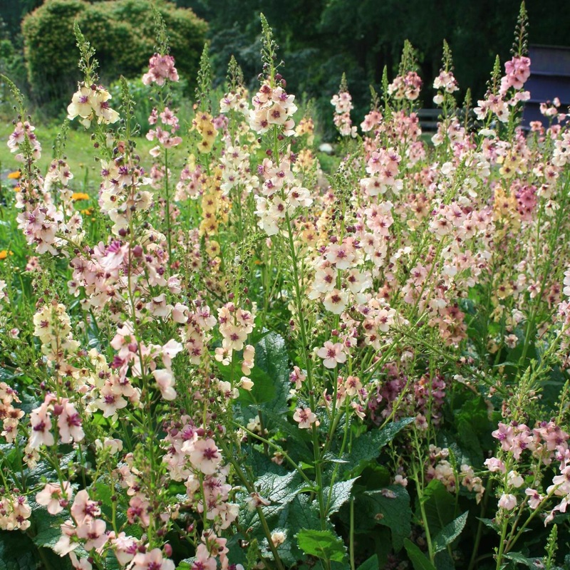 Verbascum ‘Southern Charm’ Mullien