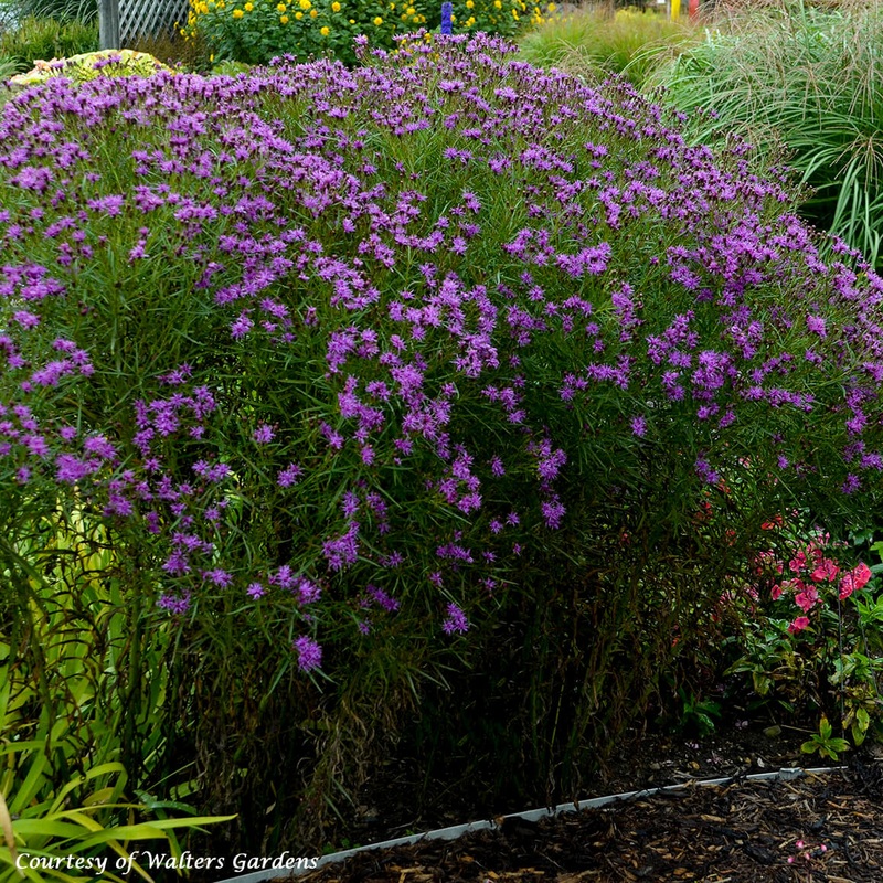 Vernonia ‘Southern Cross’ Ironweed