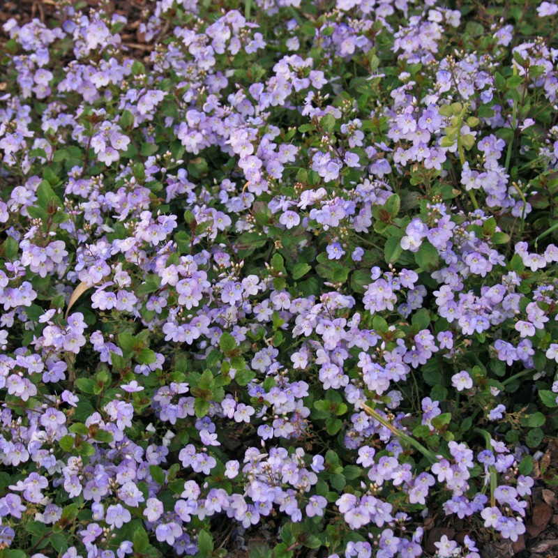 Veronica ‘Waterperry Blue’ Creeping Speedwell