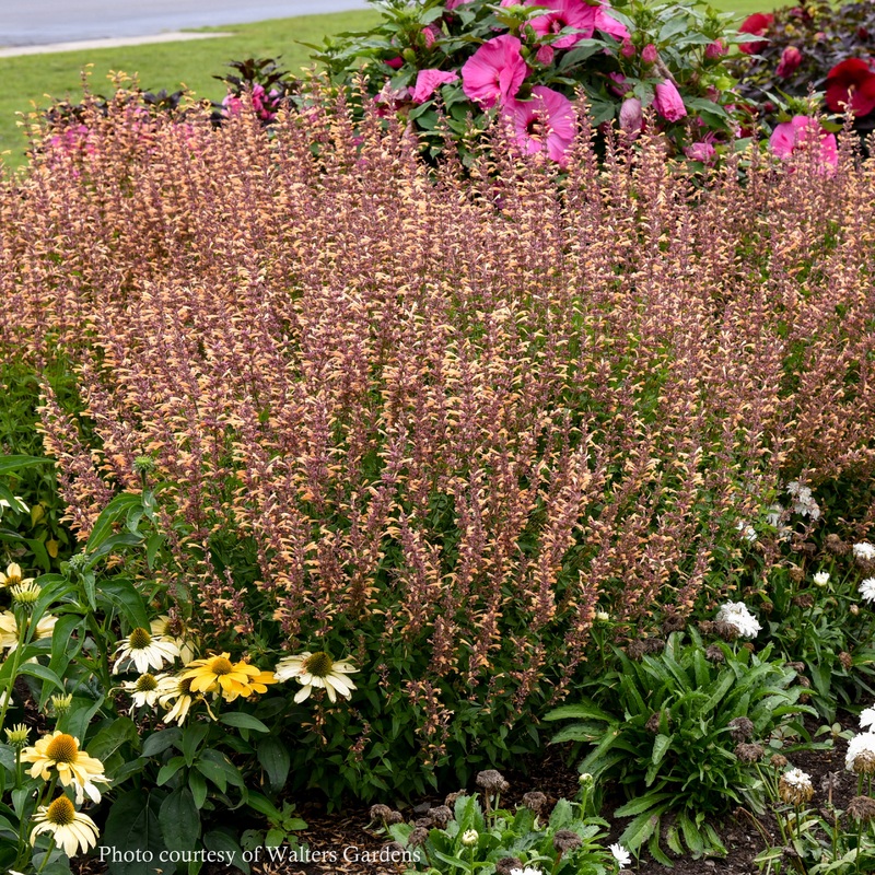 Agastache ‘Queen Nectarine’ Hummingbird Mint