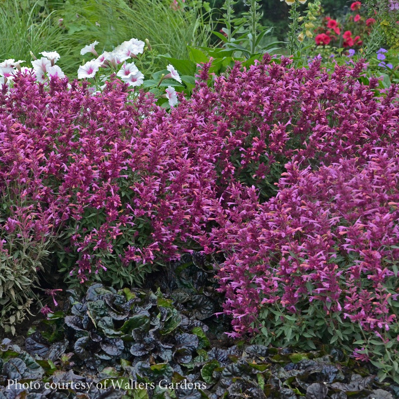 Agastache ‘Rosie Posie’ Hummingbird Mint