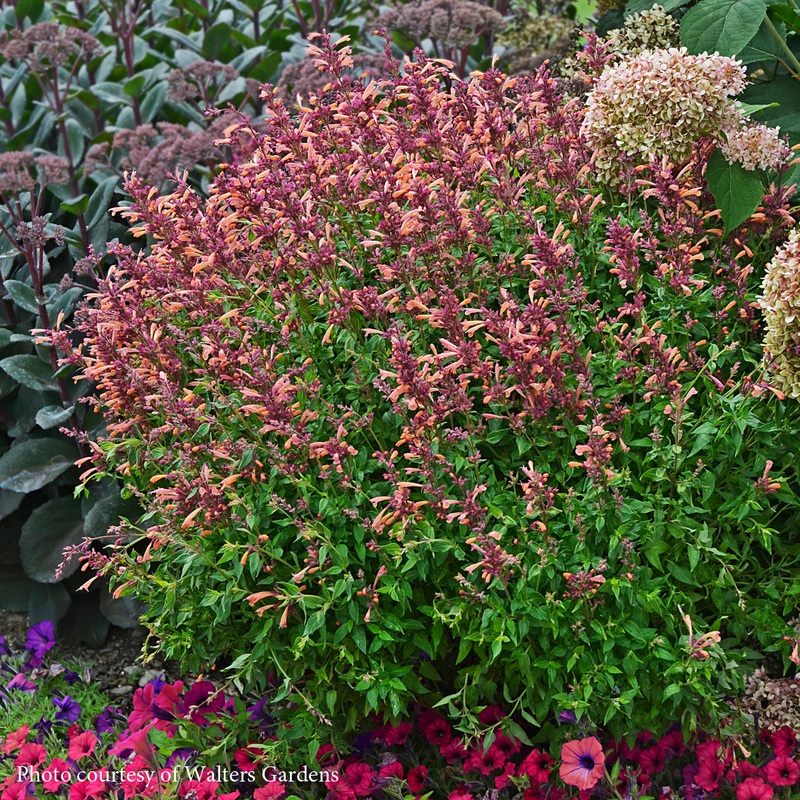 Agastasche ‘Peachie Keen’ Hummingbird Mint