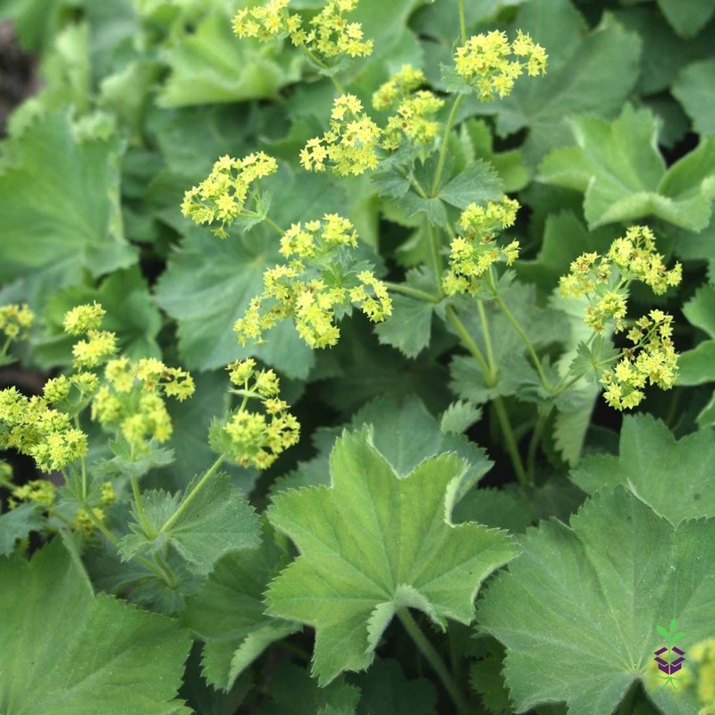Alchemilla mollis ‘Thriller’ Lady’s Mantle