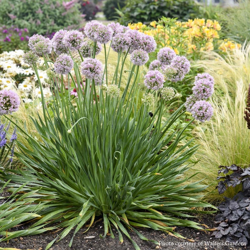 Allium ‘Bubble Bath’|1 quart