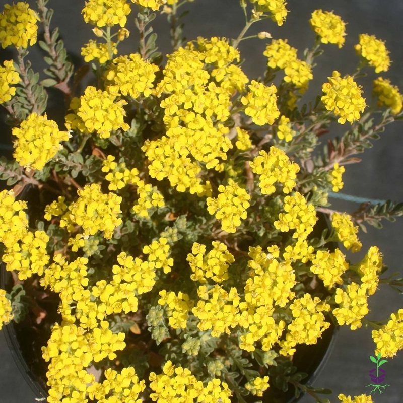 Alyssum wulfenianum ‘Golden Spring’ Basket of Gold