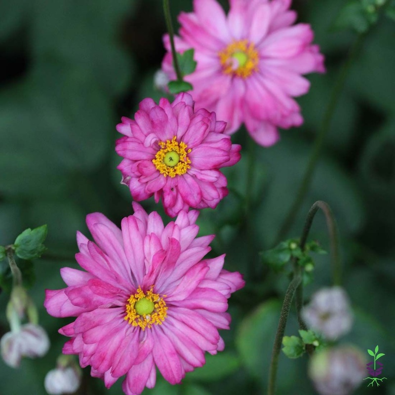 Anemone japonica ‘Pretty Lady Julia’ Japanese Anemone