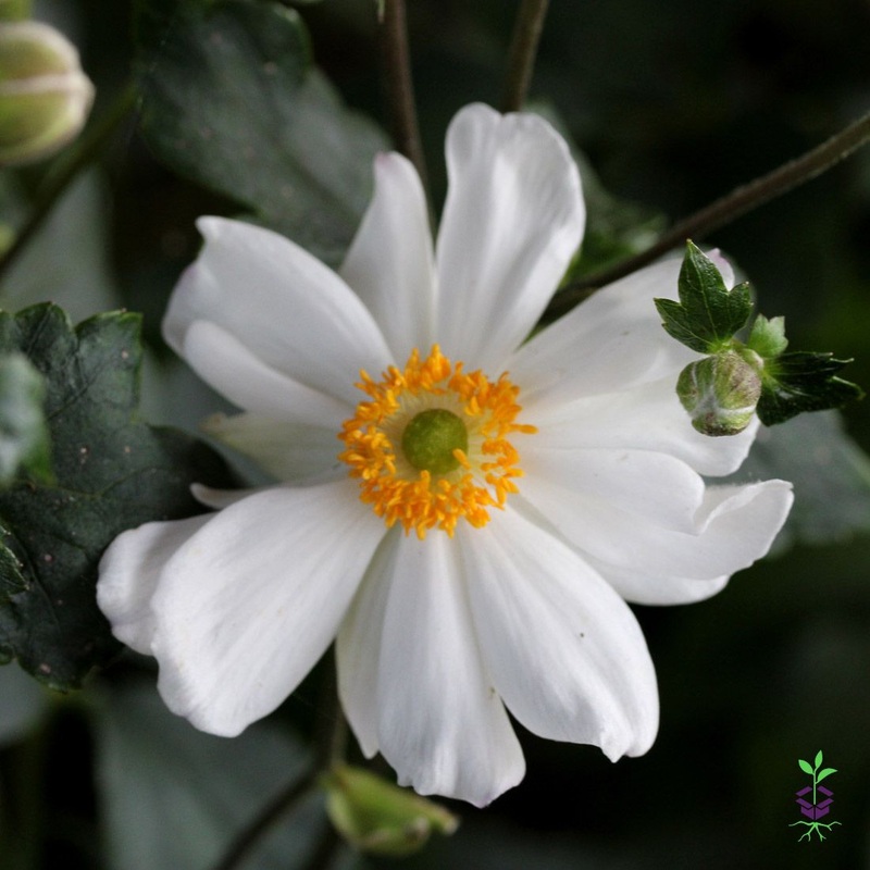 Anemone ‘Snow Angel’ Japanese Anemone