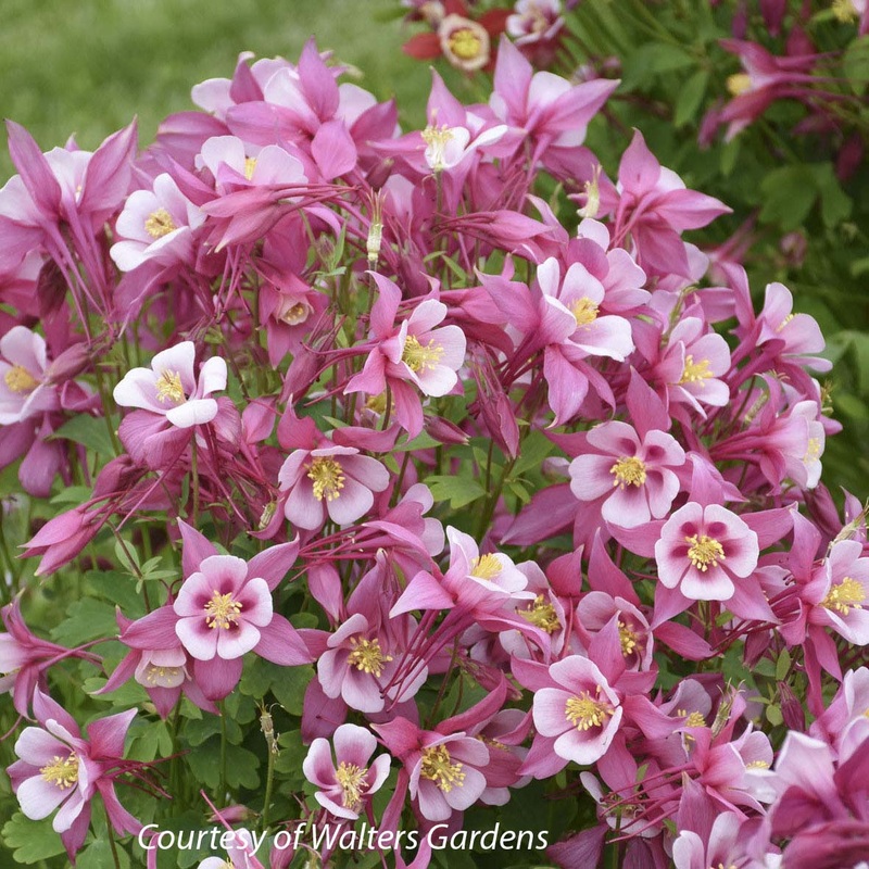 Aquilegia ‘Kirigami Rose & Pink’ Columbine