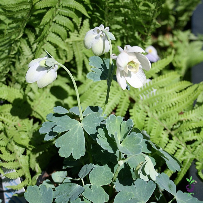 Aquilegia ‘Nana Alba’|1 quart