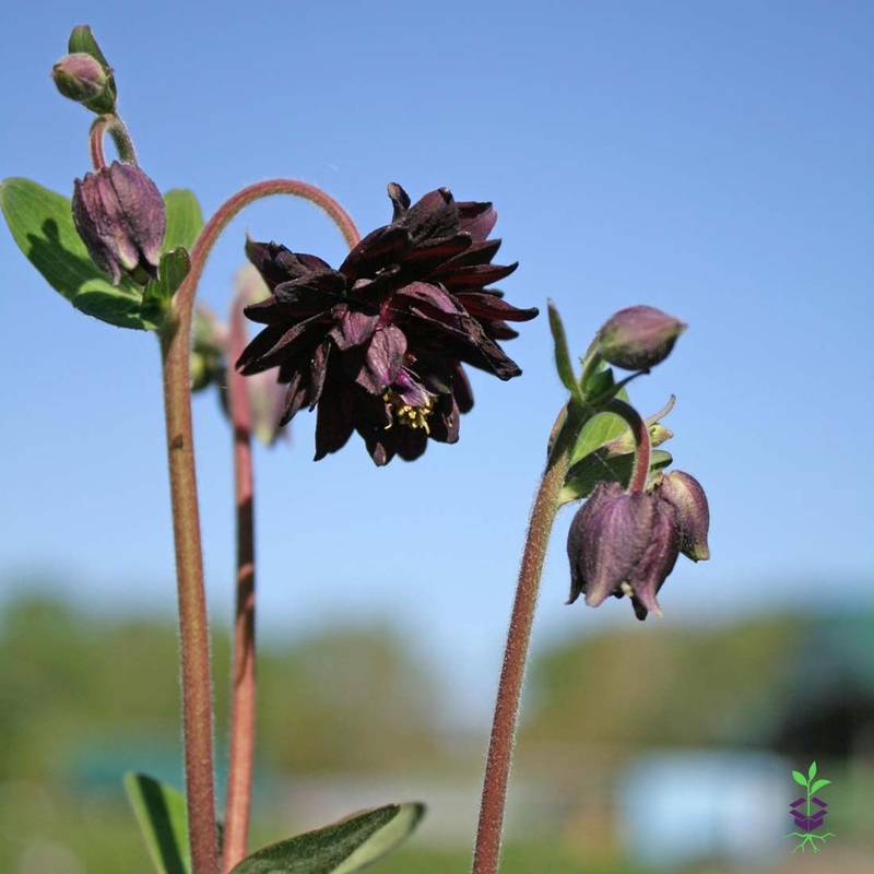 Aquilegia vulgaris ‘Black Barlow’ Columbine