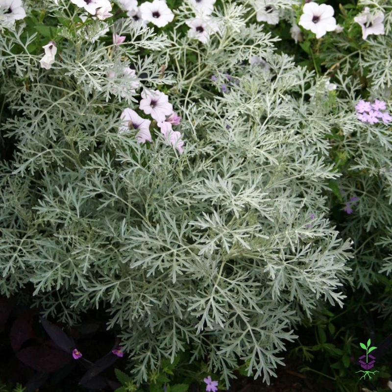 Artemisia arborescens ‘Powis Castle’ Wormwood