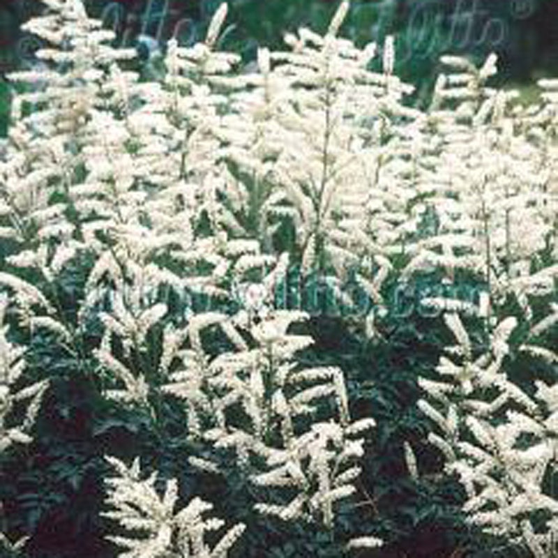 Aruncus ‘Noble Spirit’ Goat’s Beard
