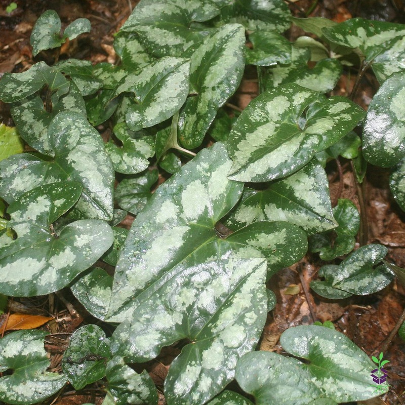 Asarum splendens Wild Ginger|1 Quart