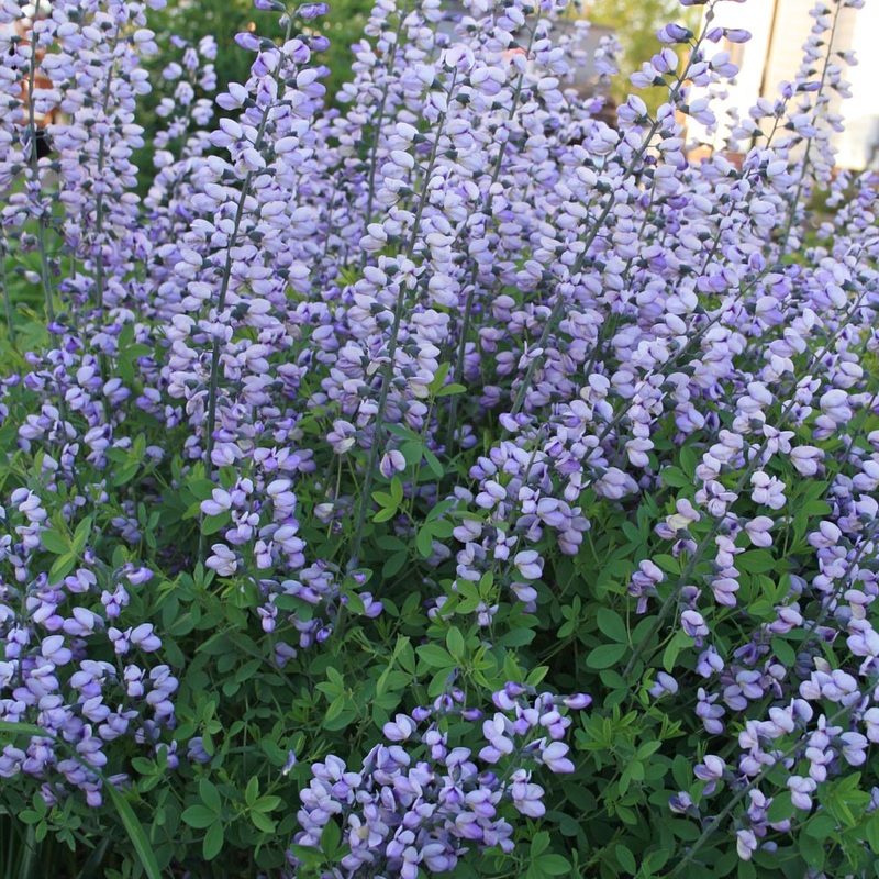 Baptisia ‘Purple Smoke’ False Indigo