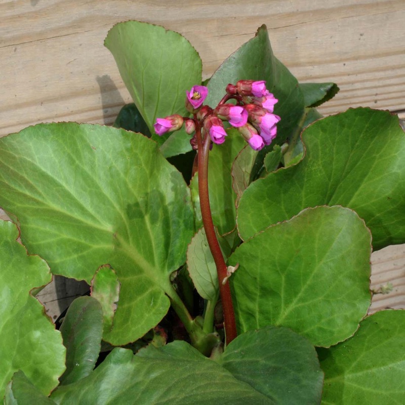 Bergenia cordifolia ‘Winterglut’ Saxifrage