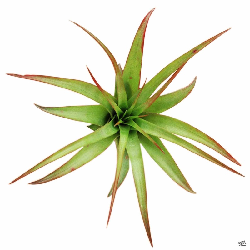 Brachycaulos|Medium|Large|Medium [v::tx]