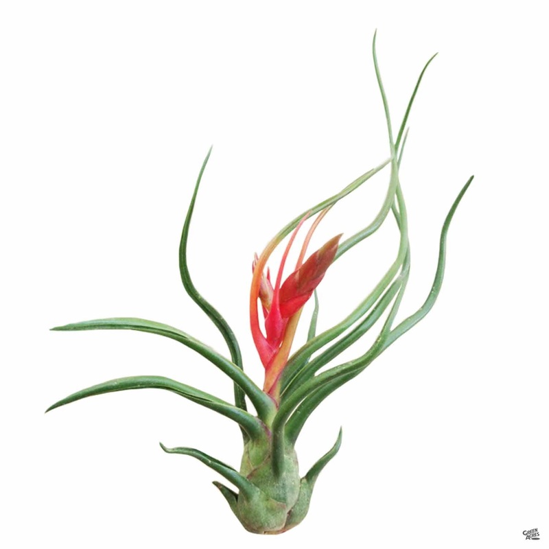 Bulbosa Guatamala|Medium|Medium [v::tx]