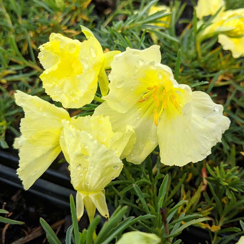 Calylophus berlandieri ‘Butter Cream’  Sun Drops