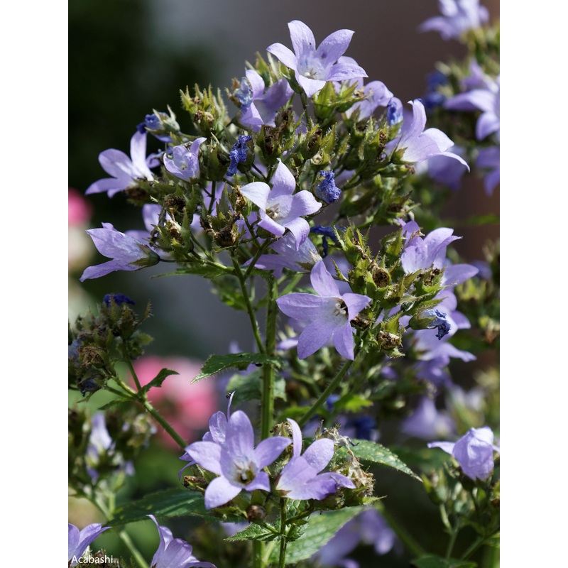 Campanula lactiflora ‘Prichard’s Variety’ Bellflower