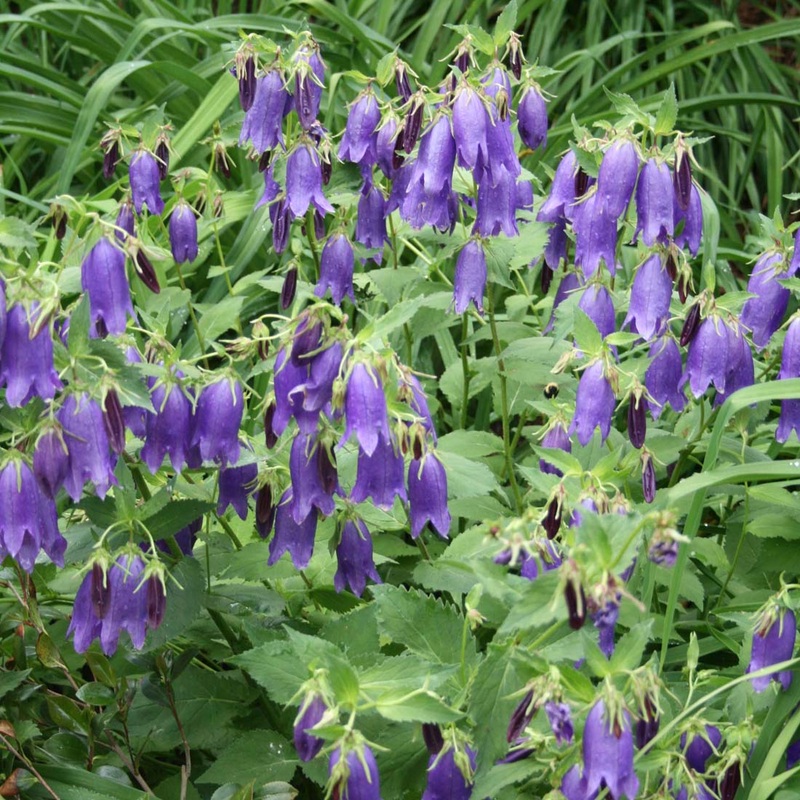 Campanula punctata ‘Sarastro’ Bellflower