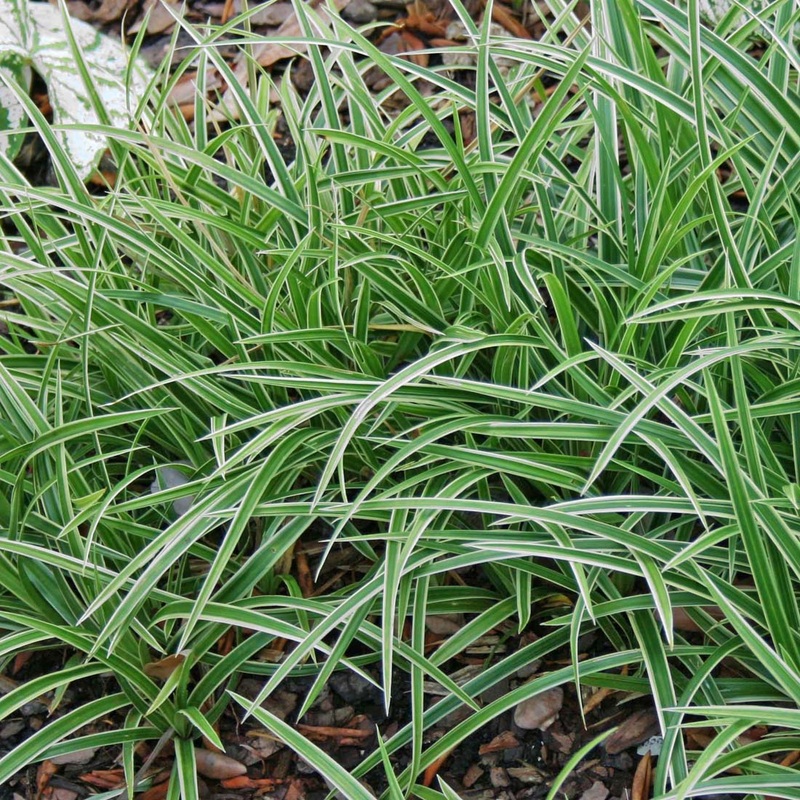 Carex ‘Ice Dance’ Sedge|1 quart