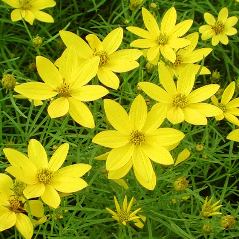 Coreopsis ‘Zagreb’ Threadleaf Tickseed