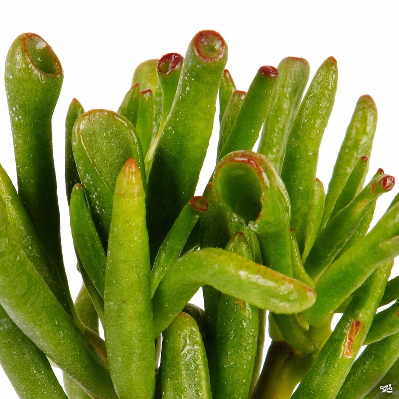 Crassula ovata ‘Gollum’|4″