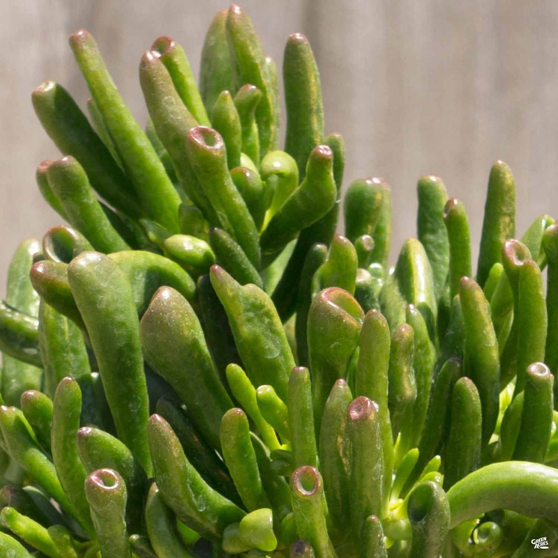 Crassula ovata ‘Hobbit’|4″