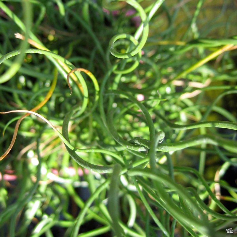 Curly Rush|4″