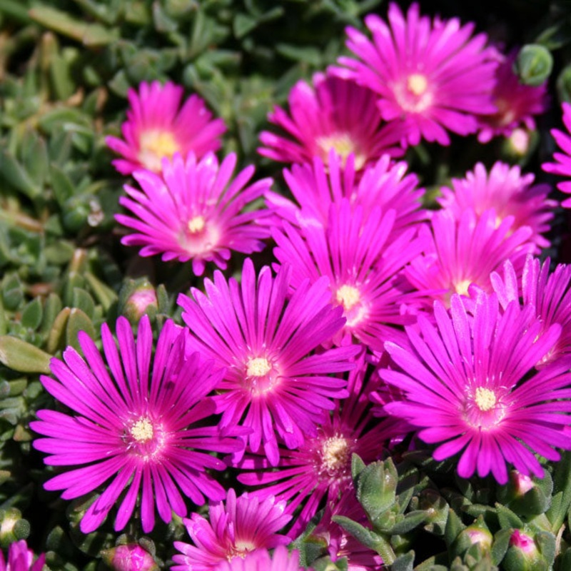 Delosperma ‘Tiffindell Magenta’ Ice Plant