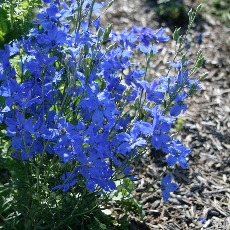 Delphinium ‘Blue Mirror’|1 quart