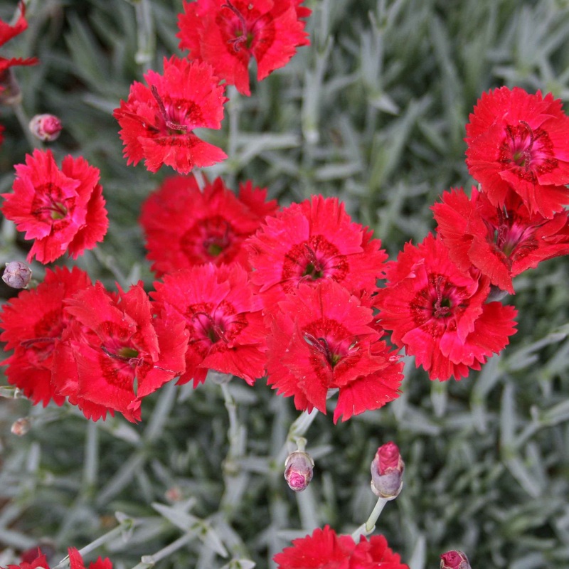 Dianthus ‘Fire Star’ Pinks|1 Quart
