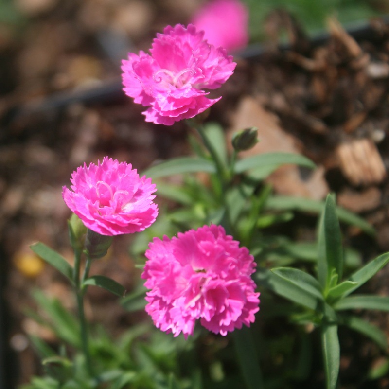 Dianthus ‘Pink Pom Pom’ Pinks|1 Quart
