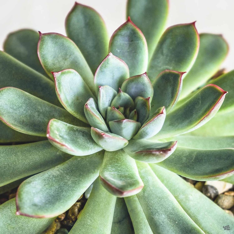 Echeveria ‘Pelusida’|4″|4″ [v::tx]