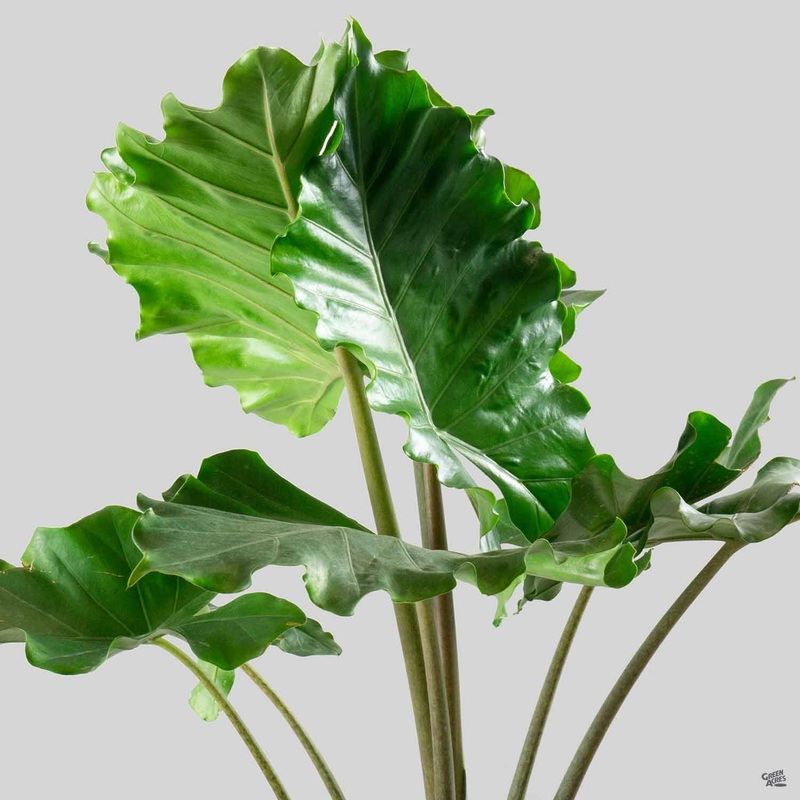 Elephant Ear ‘Portora’|12″ premium