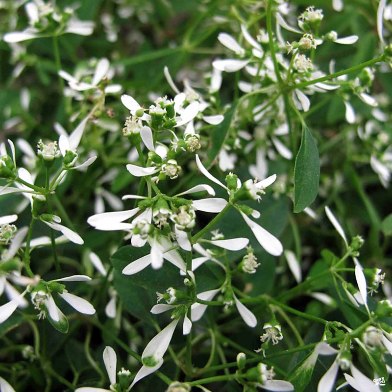 Euphorbia ‘Breathless White’|4″|1 gal [v::tx]