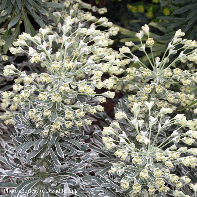 Euphorbia characias ‘Glacier Blue’ Spurge