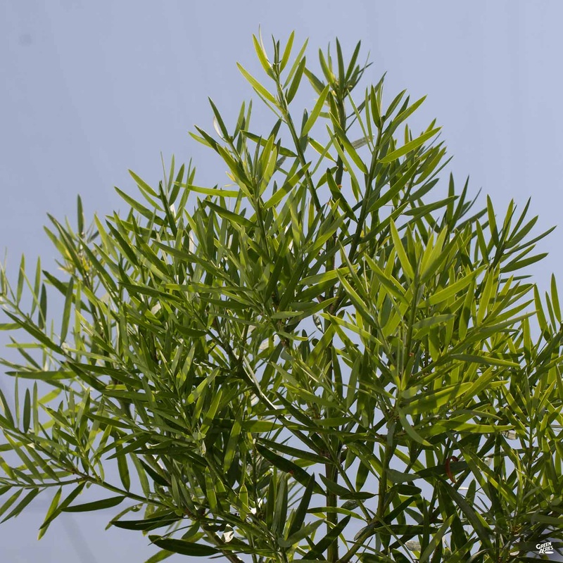 Fern Pine Standard Trunk|15 gal
