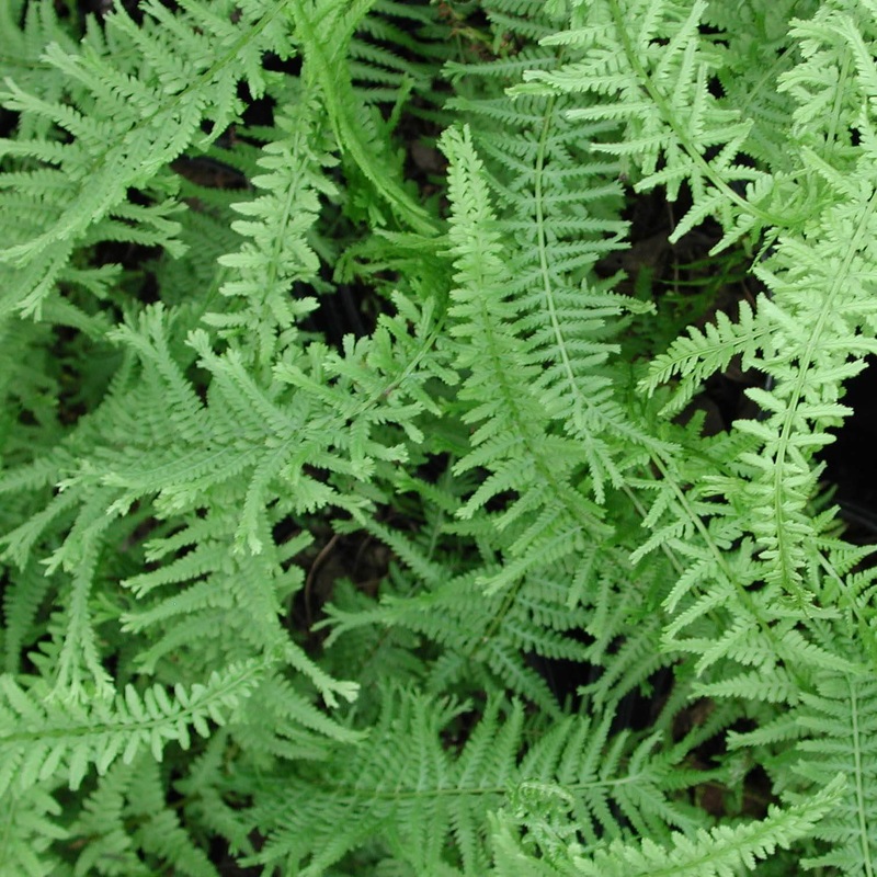 Fern Queen of Green Athyrium filix-femina ‘Victoriae’