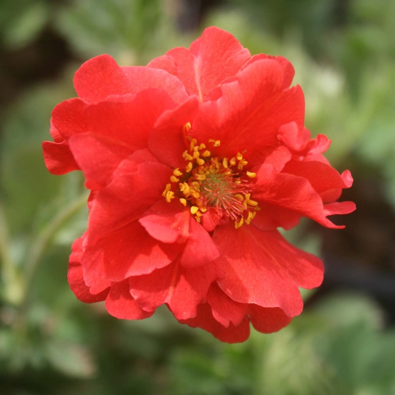 Geum flora plena ‘Blazing Sunset’ Avens